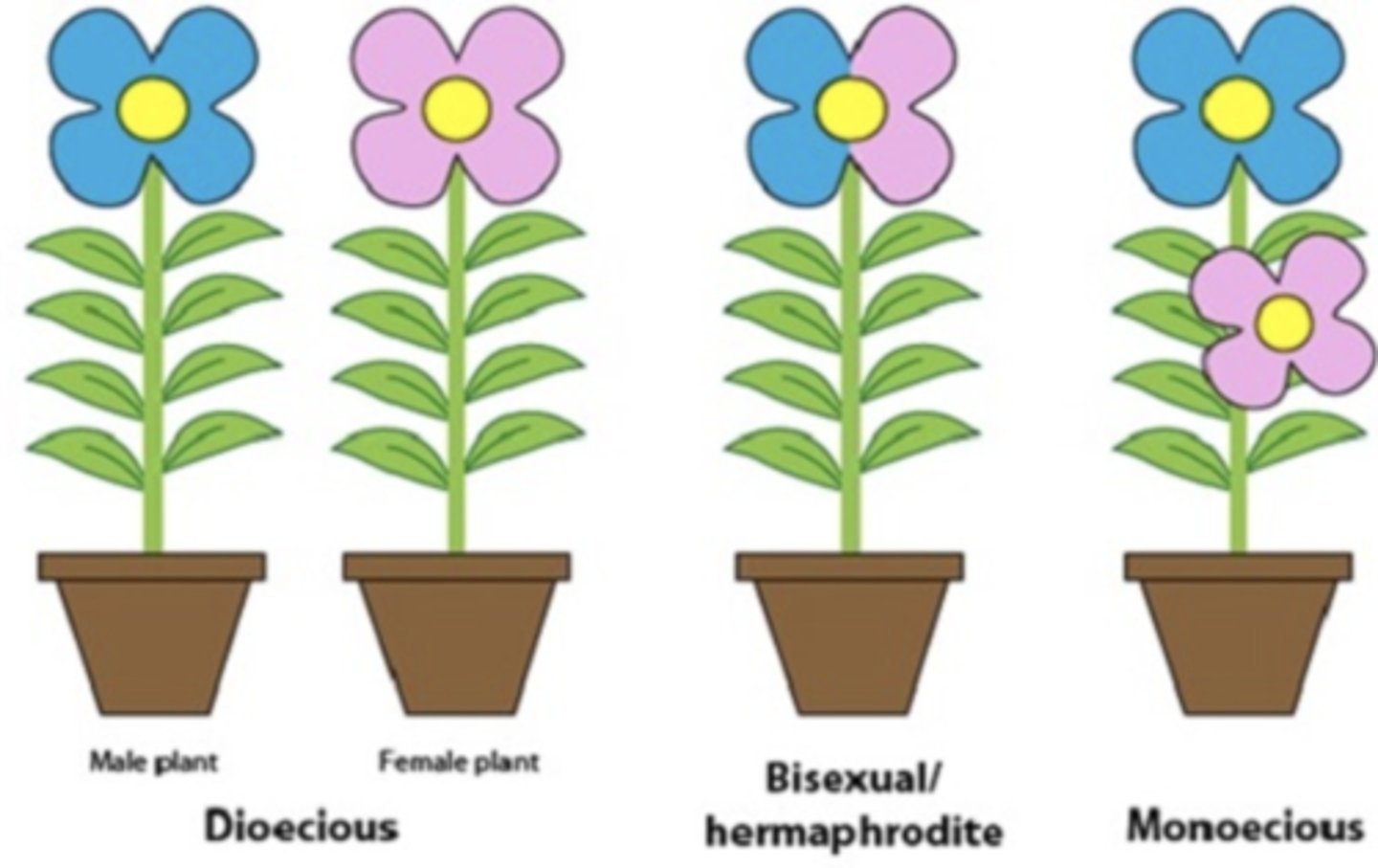 <p>"two homes": male cones on one plant, female cones on separate plant</p>