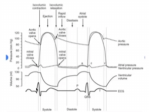 <p>Isovolumic contraction (mechanical) correlates with this portion of the EKG complex (electrical)</p>
