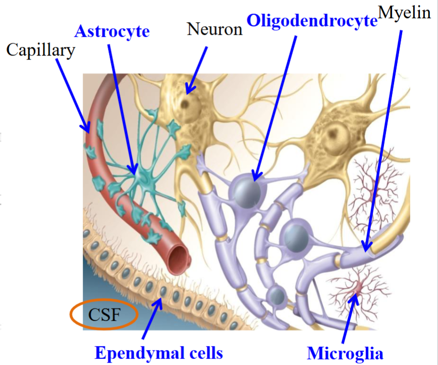 <ul><li><p>Produce cerebrospinal fluid (CSF). </p></li></ul><p></p>