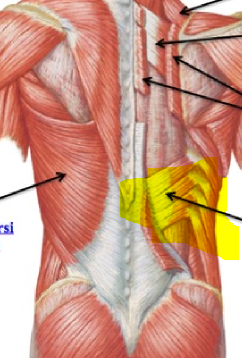 <p>O -SP of T11-L2 I -inferior border of rib 9-12 PA -Draw lower rob down and back during exhalation</p>