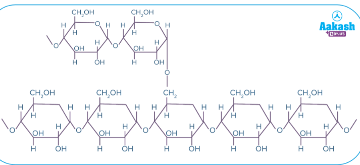 <ul><li><p><span>Storage polymer in animals (muscle and liver)&nbsp;</span></p></li><li><p><span>Glycogen stores small; depleted in a day if not replenished&nbsp;</span></p></li><li><p><span>Highly branches: (𝛂 1-4) linked glucose main chain with (𝛂1-6) linked branches&nbsp;</span></p></li><li><p><span>More branching and more compact than amylopectin (starch)</span></p></li></ul><p></p>
