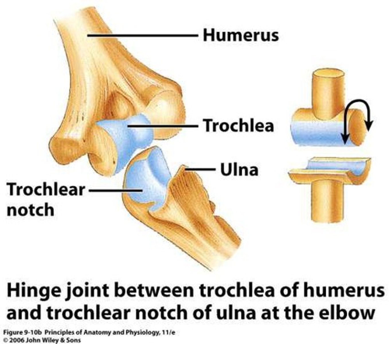 <p>Examples include hinge joints, ball and socket joints, and pivot joints.</p>