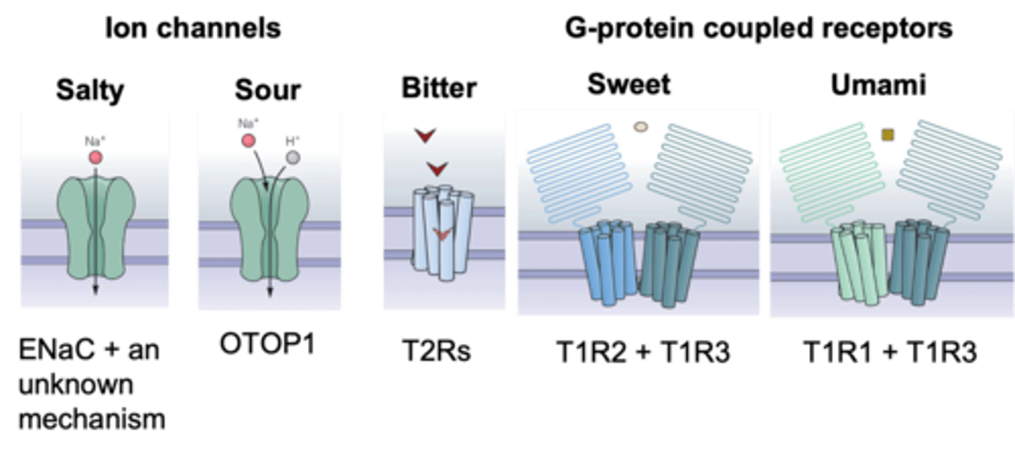 <p>What does transduction of different stimuli depend on?</p>
