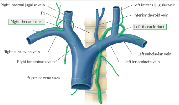 <p>Lymph is returned to the venous circulation by way of the thoracic duct at the juncture of the internal jugular and subclavian vein.</p><p>You can injure the thoracic duct during venous cannulation. Since the thoracic duct is larger on the left side, there is a greater risk of chylothorax (lymph in the chest) during left-sided IJ insertion.</p>