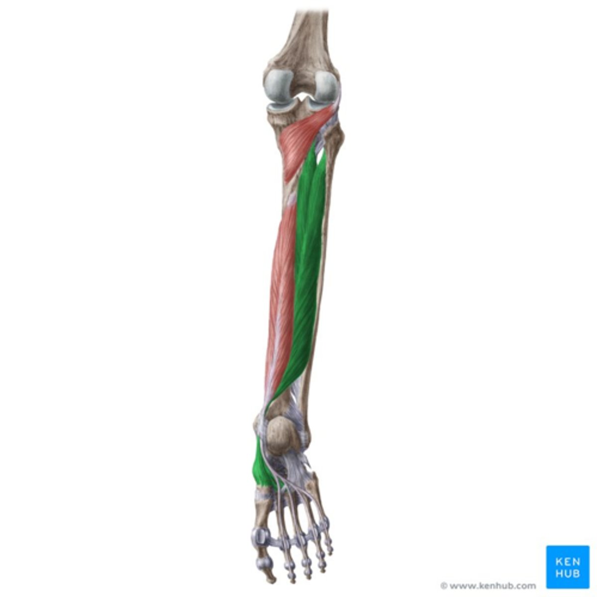 <p>O: membrana interossea</p><p>facies posterior van tibia/fibula</p><p>V: MEDIAAL, dorsocaudaal v. malleolus medialis diep v. retinaculum flexorum</p><p>I: tuberositas os naviculais, os cuneiforme mediale, os cuneiforme intermedius en lateralis + basis metatarsalen II-V</p><p>W:</p><p>- supinatie van de voet (plantairflexie, adductie, inversie)</p><p>- gefixeerd voet: onderbeen naar posterieur</p><p>- plantairflexie tijdens het gaan</p><p>- ondersteunt mediale voetgewelf</p><p>Inn: N. tibialis (L4-L5)</p>