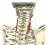 <p><span>M. Longissimus pars cervicales (deel van m. erector spinae) </span></p>