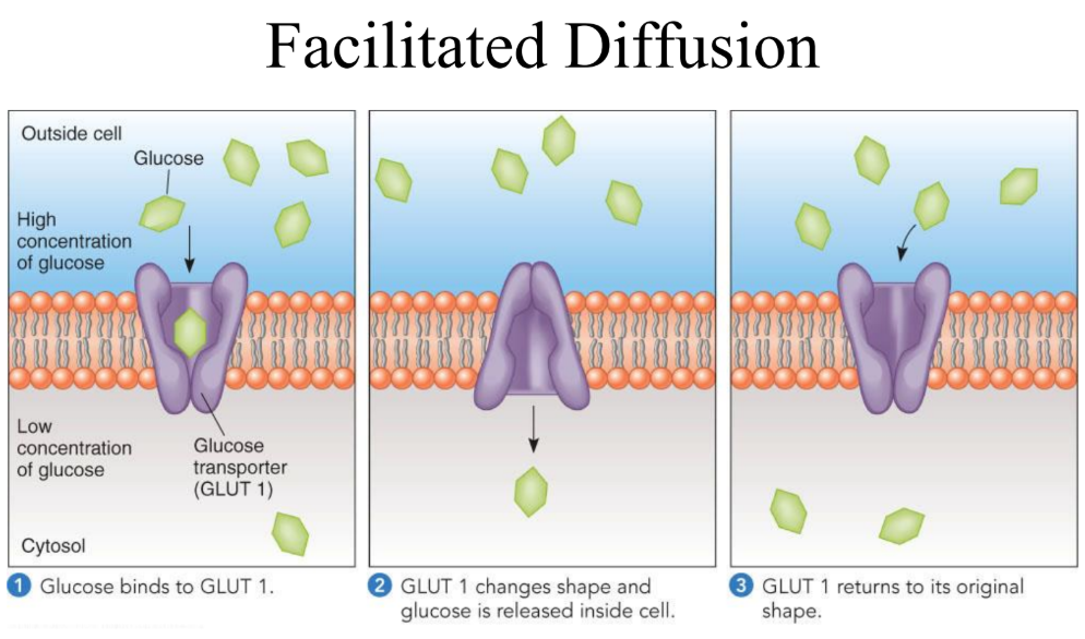 <ul><li><p>Net movement of a substance down its concentration gradient (high→low).</p></li><li><p>Doesn’t require direct metabolic energy (passive).</p></li><li><p>Has 3 types: -<span style="color: rgb(121, 201, 22);"><span>Simple </span></span>diffusion: molecules or ions move directly through the membrane. -<span style="color: rgb(116, 0, 224);"><span>Facilitated </span></span>diffusion: specific transport proteins move solutes across the membrane.     -<span style="color: rgb(17, 186, 215);"><span>Osmosis</span></span></p></li></ul><p><span style="color: red;"><span>note</span></span>:all types are down the concentration gradient.</p>