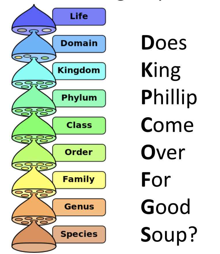  Taxonomy is a nested hierarchy- here is a way to remember the order of that hierarchy.