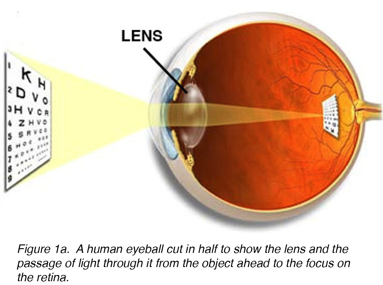 <p>transparent <strong>biconvex </strong>structure in the eye that (w/ the cornea) helps to refract light; responsible for focusing <strong>light</strong> onto retina (does not aid in perception of color) </p>