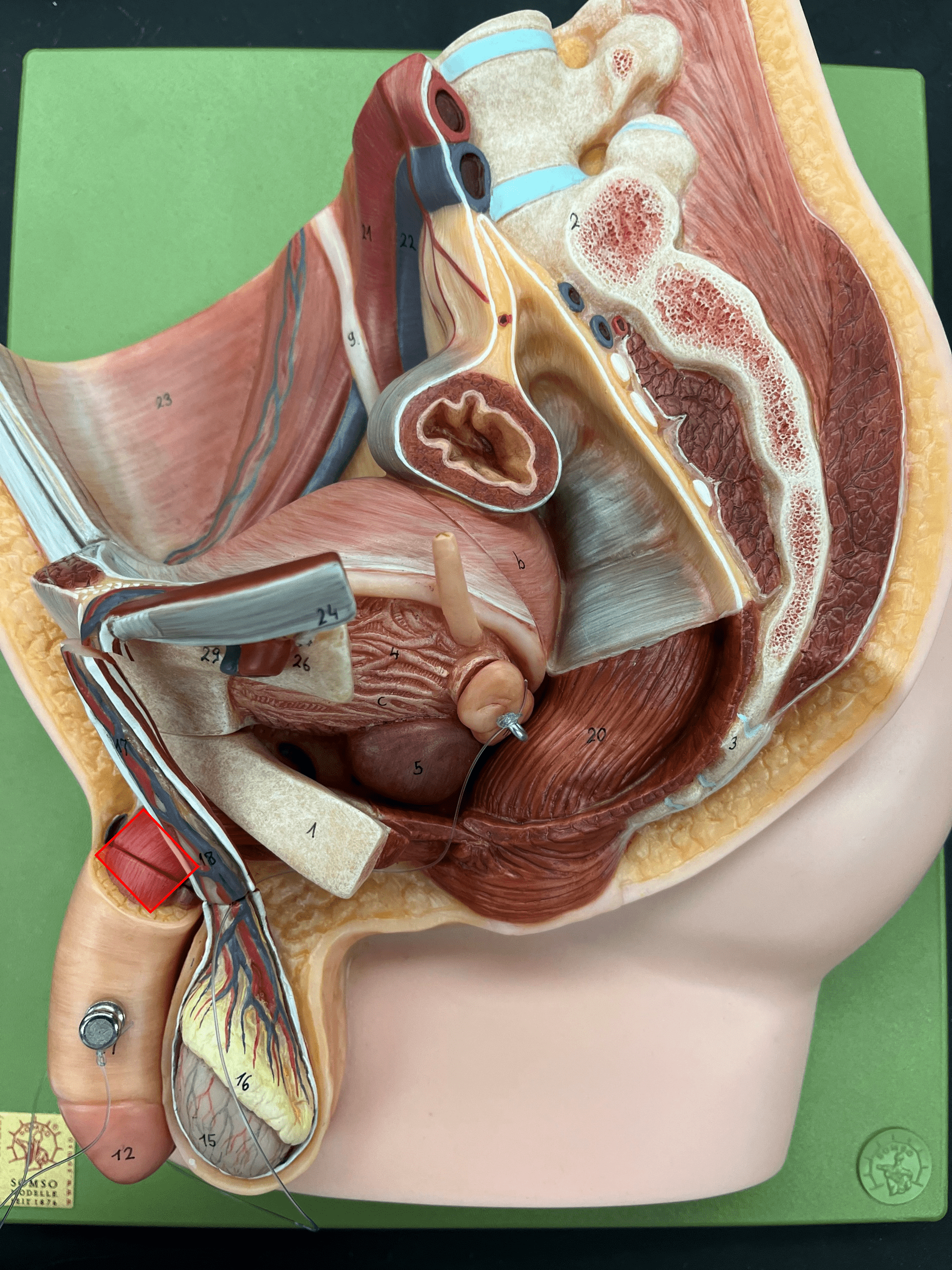 • A region of the penis.

• Extends from the urogenital diaphragm to the pelvic wall.