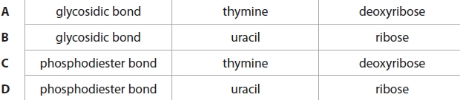 <p>Which row shows three components that can be found in a DNA molecule</p>