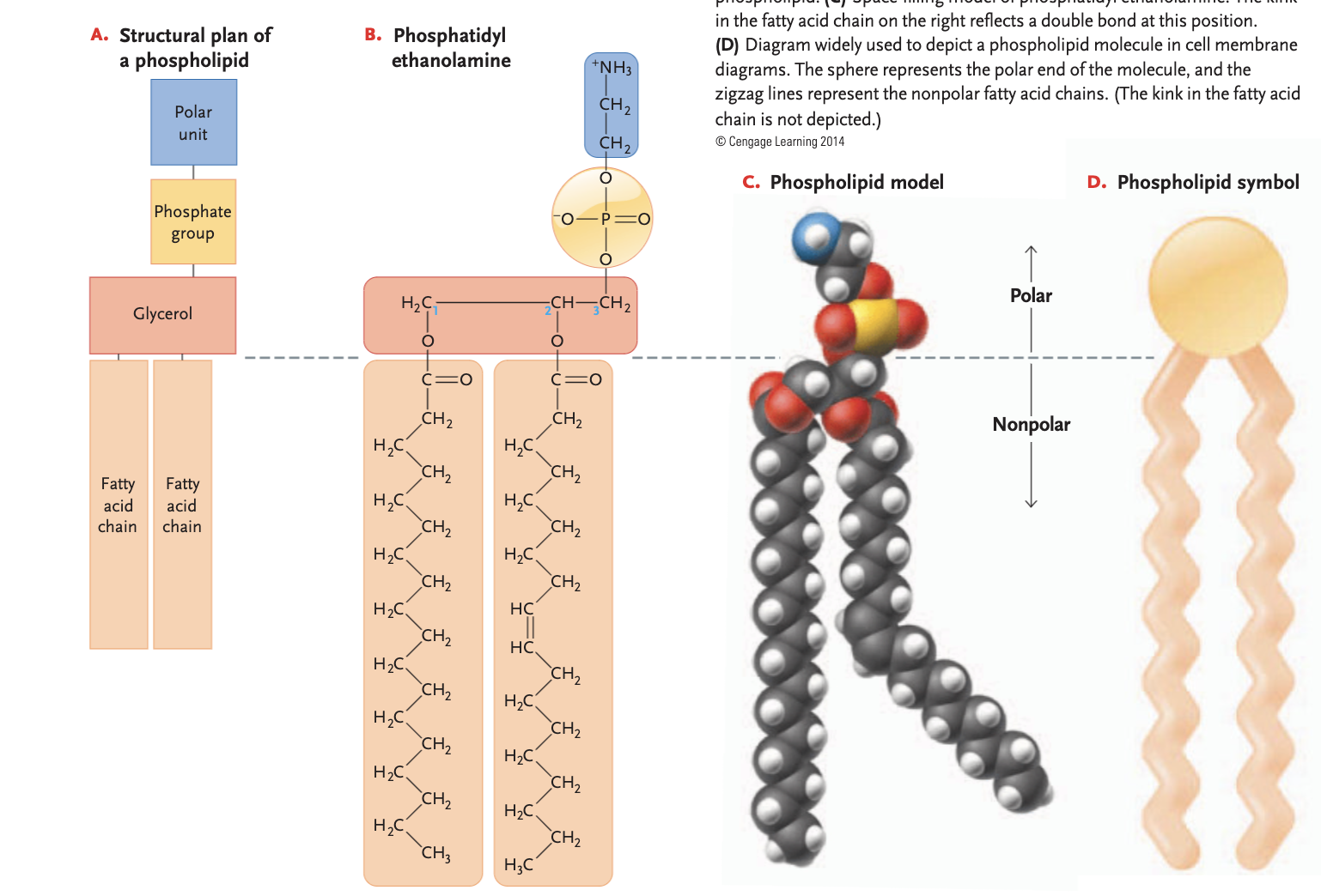 <p>phospholipids</p>