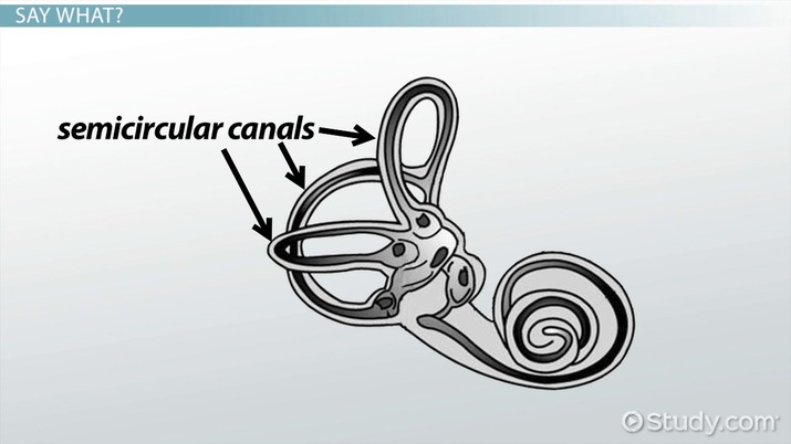 <p><strong><u>Audition (Mod 20)</u></strong></p><p>A system of ring-like structures belonging to your vestibular system, they system responsible for your sense of balance and directionality of acceleration forces</p>