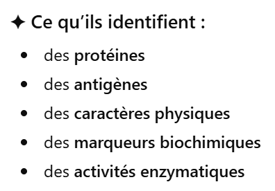 <p>observation de l’expression d’un gène au niveau des protéines (polymorphisme protéique)</p><p>=><strong>l’expression observable</strong> d’un gène</p><p>=>Ils <strong>dépendent du gène</strong>, mais aussi de l’<strong>environnement</strong>, du <strong>développement</strong>, et de l’état de la cellule</p>