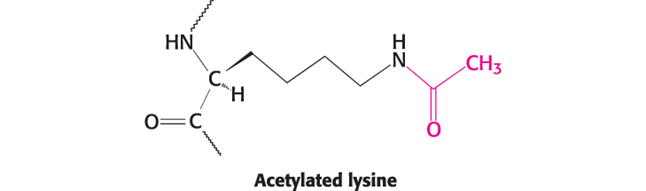 <p>Enzymes can be modified by the covalent attachment of a molecule</p><p class="MsoNormal">Phosphorylation and acetylation are common modifications</p><p class="MsoNormal">Most covalent modifications are reversible</p>