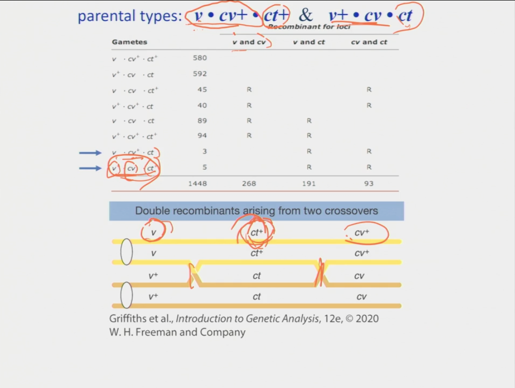 <p>it means that there are two recombinants that were the result of a double crossover event </p><p>calculation: 2 (the addition of the two double recombinants) + the original number with the highest percentage/ total x 100 </p>