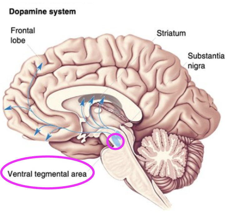 <p>Ventral tegmental area (VTA).</p>