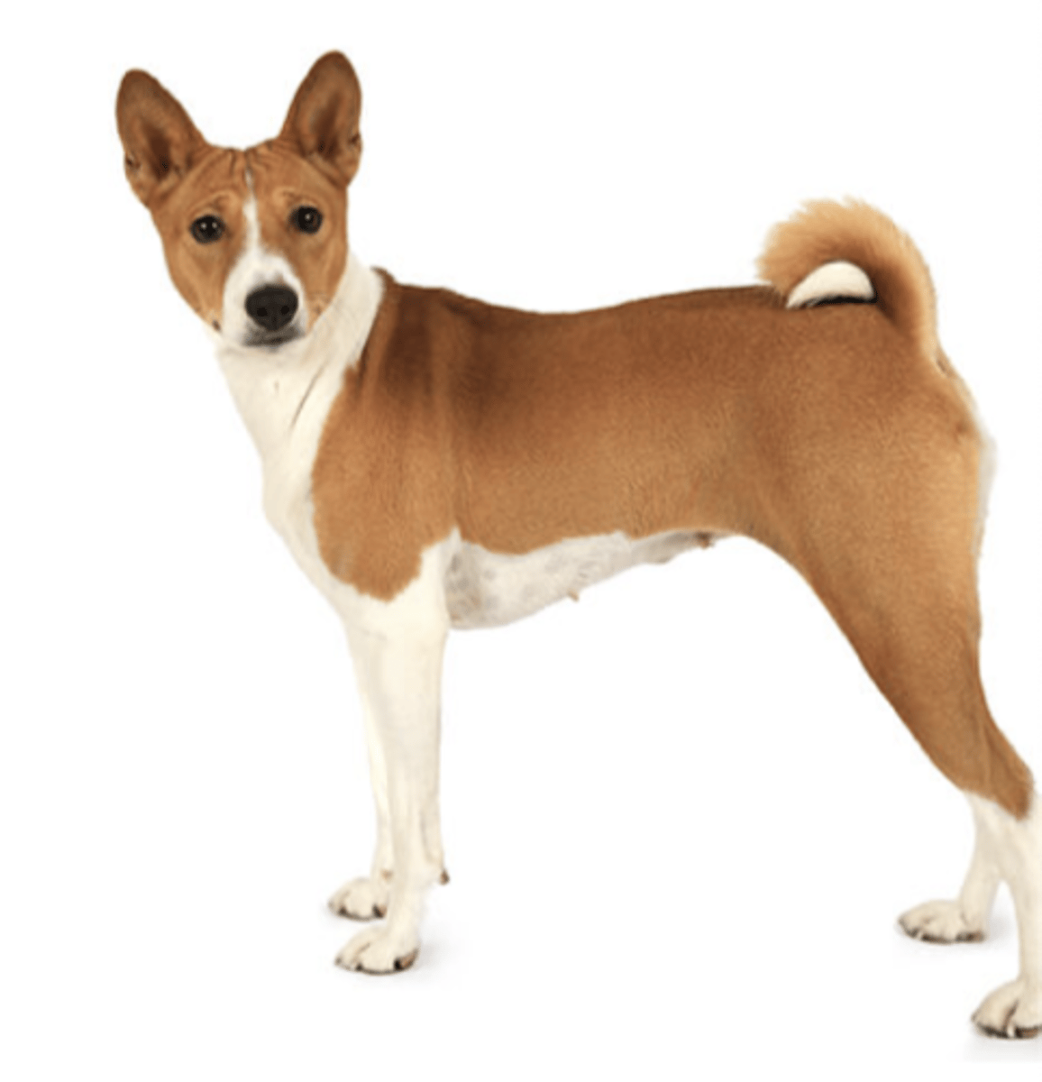 <p>FCI - 5, lightly wrinkled head, always white and something. pointed ears</p>