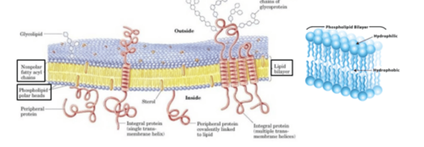 <p>*****hydrophobic and neutral drugs (lipophilic)**</p><p>- unless the membrane has a carrier molecule that facilitates the passage of hydrophilic substances </p>