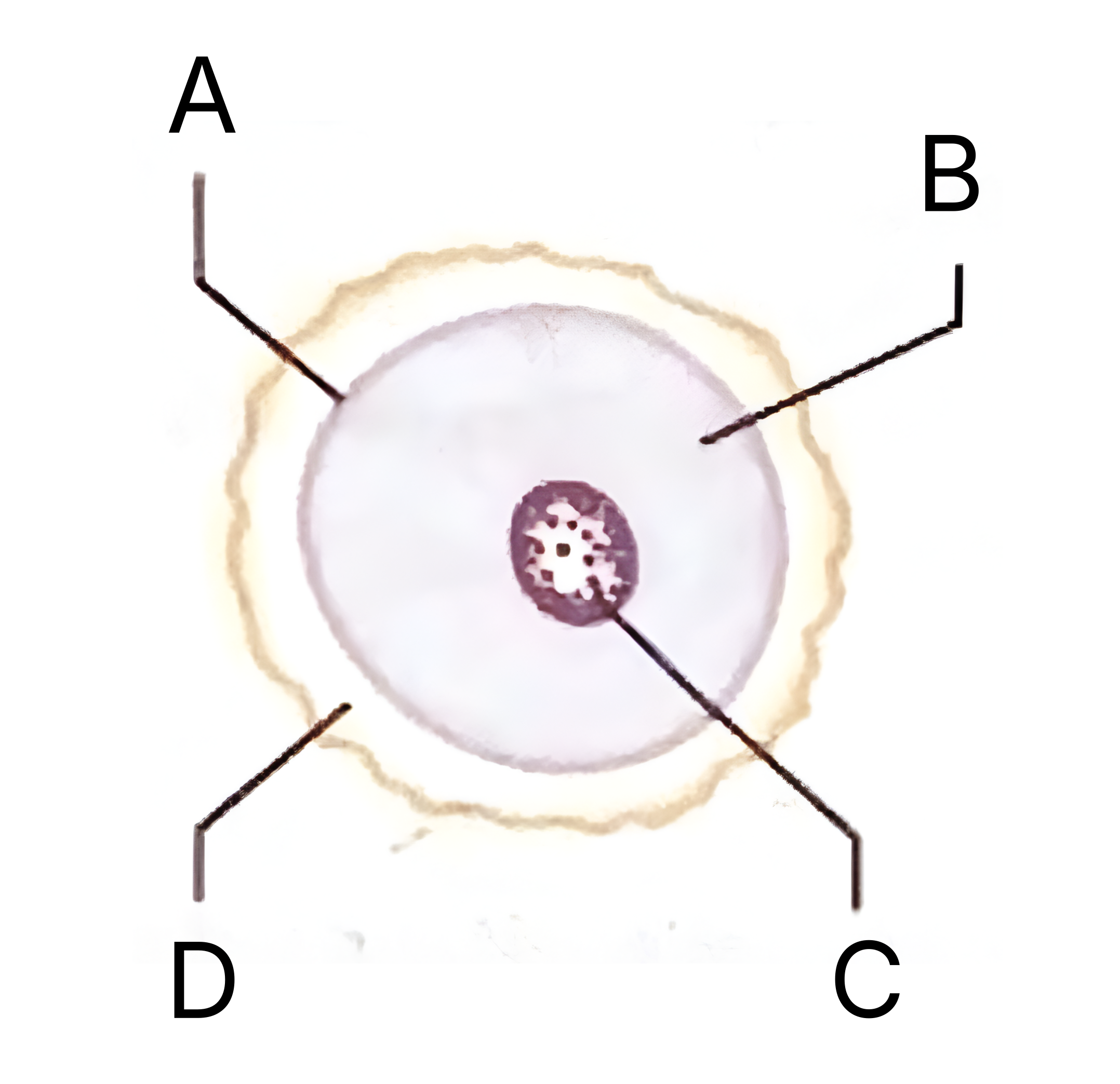 <p>What is <strong>C</strong> on the egg cell diagram?</p>
