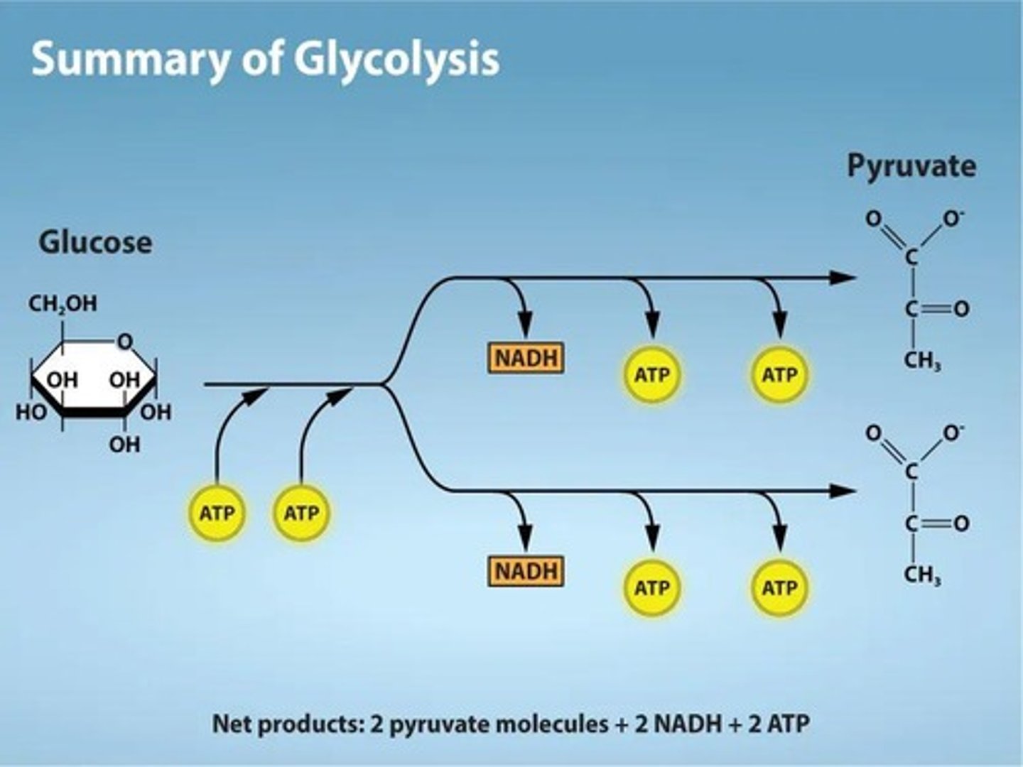 <p>The first stage of cellular respiration that occurs in the cytoplasm, producing 2 pyruvate, 2 NADH, and 2 ATP.</p>