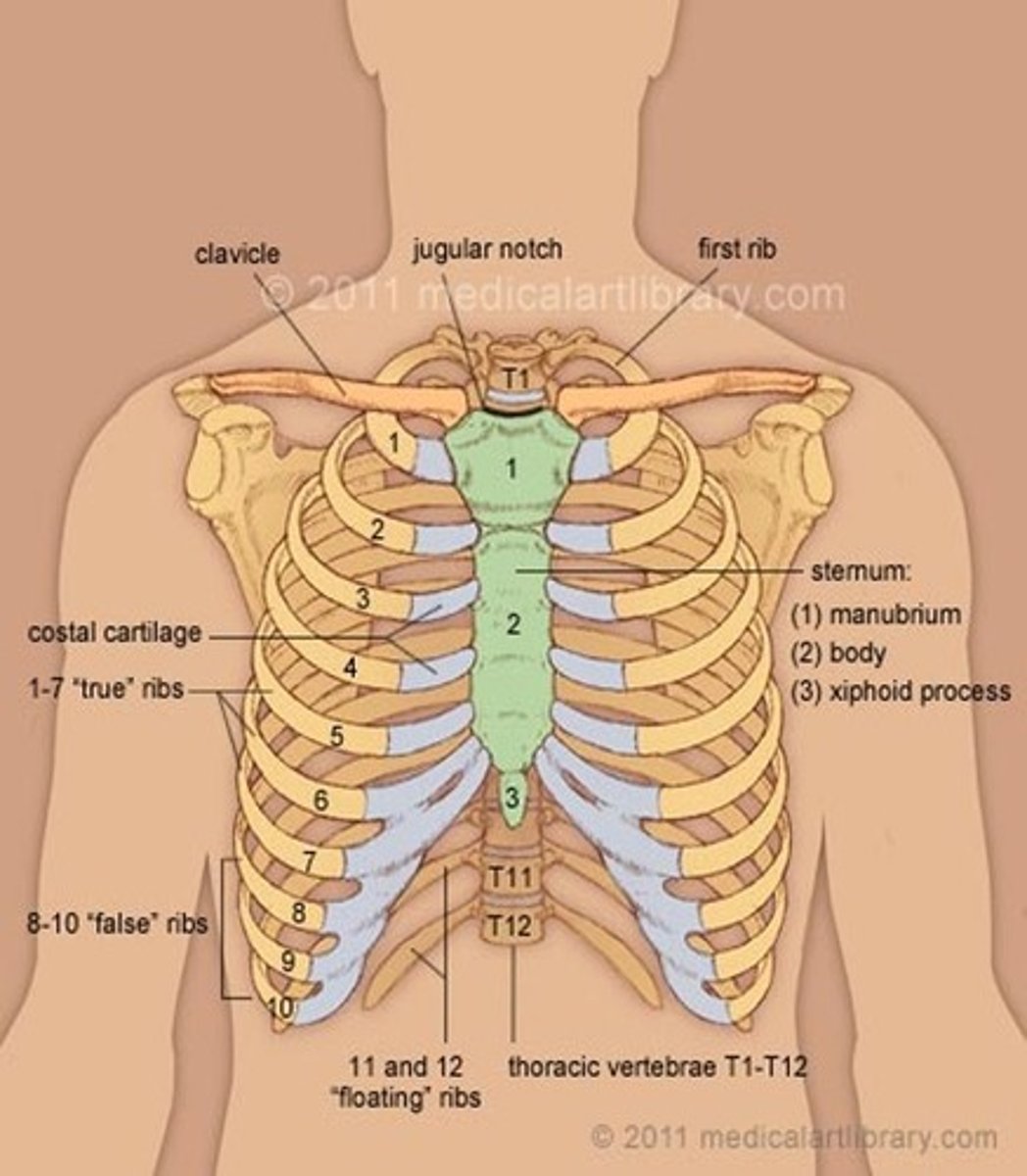 <p>Protect organs, aid breathing</p>