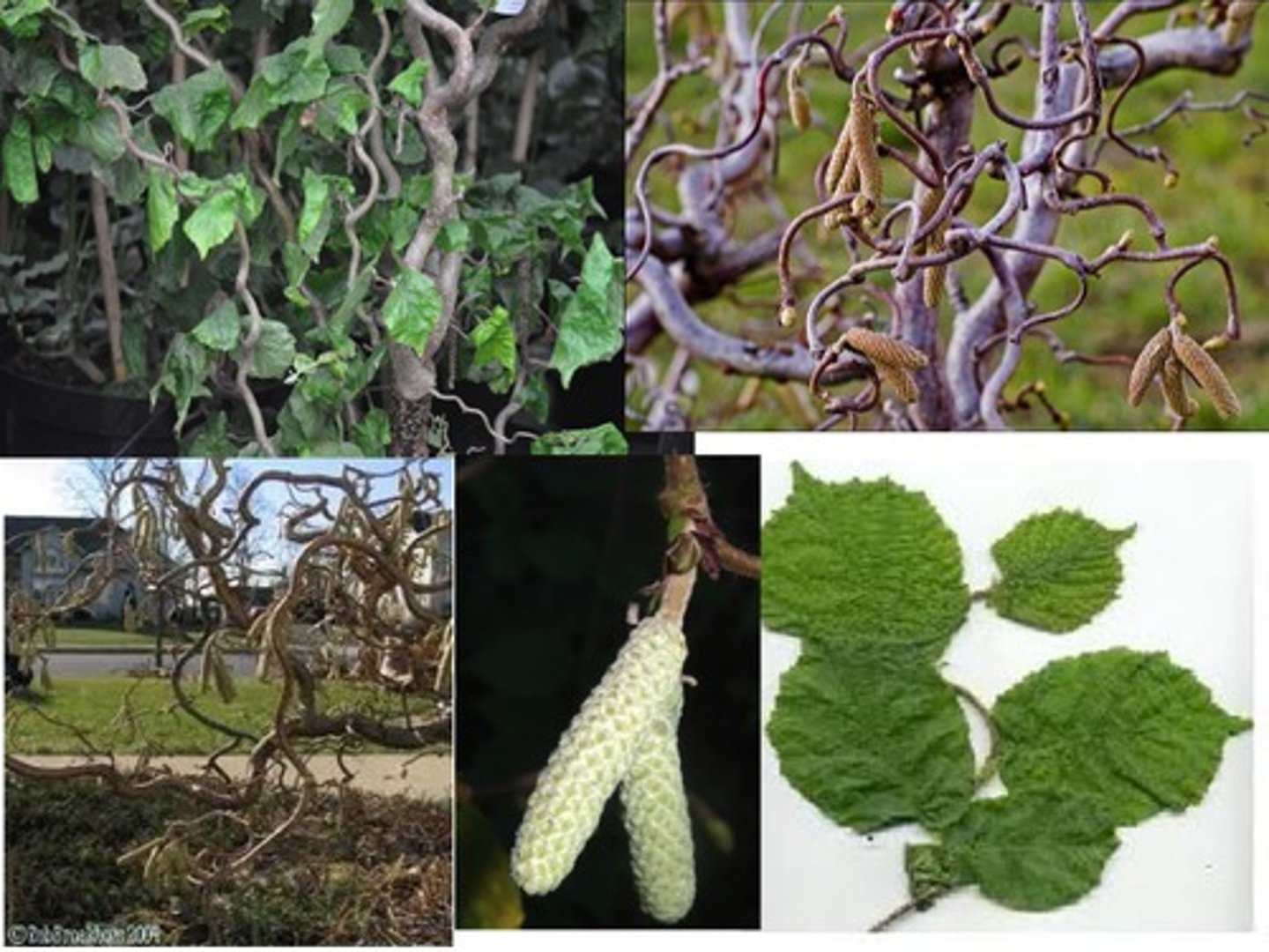 <p>Corkscrew Hazel</p>
