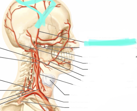 <p>Branch of external carotid</p>