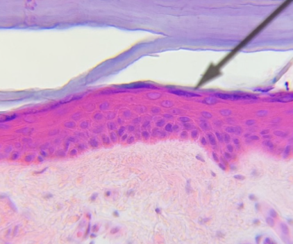 <p>what type of tissue is this </p>