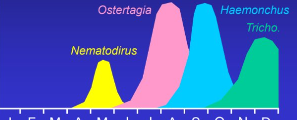 <p>Haemonchus contortus</p><p>Ostertagia circumcincta</p><p>Trichostrongylus axei</p>