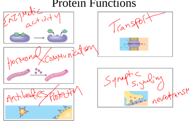 <p>-Enzymatic Activity -Communication of organisms activity (hormones) -Antibodies/Protection -Transport proteins (Transporting chemicals across the cell membrane) -Synaptic Signaling (Neurotransmitters)</p>