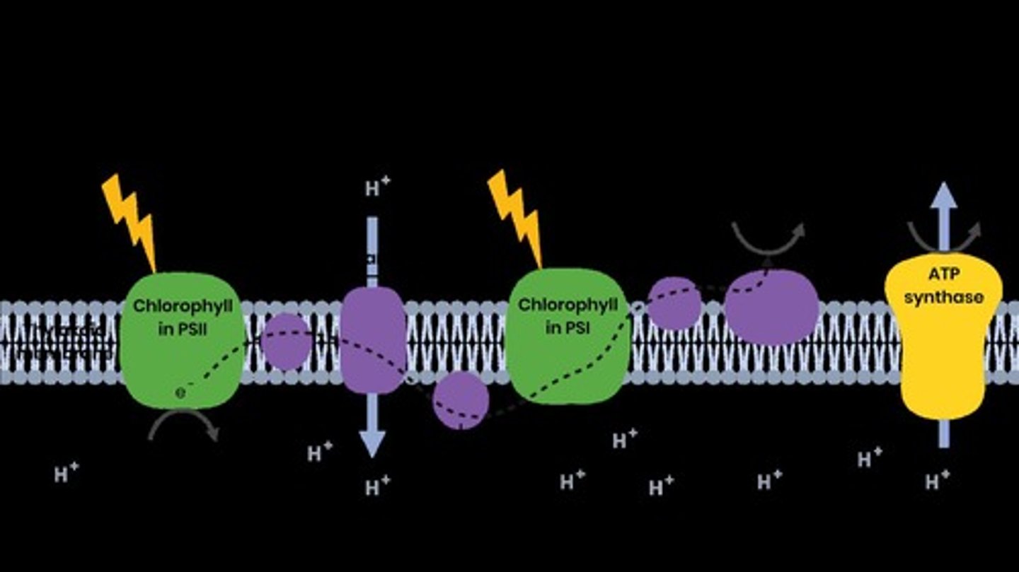 <p>Occurs in the thylakoid membrane of chloroplast.</p>