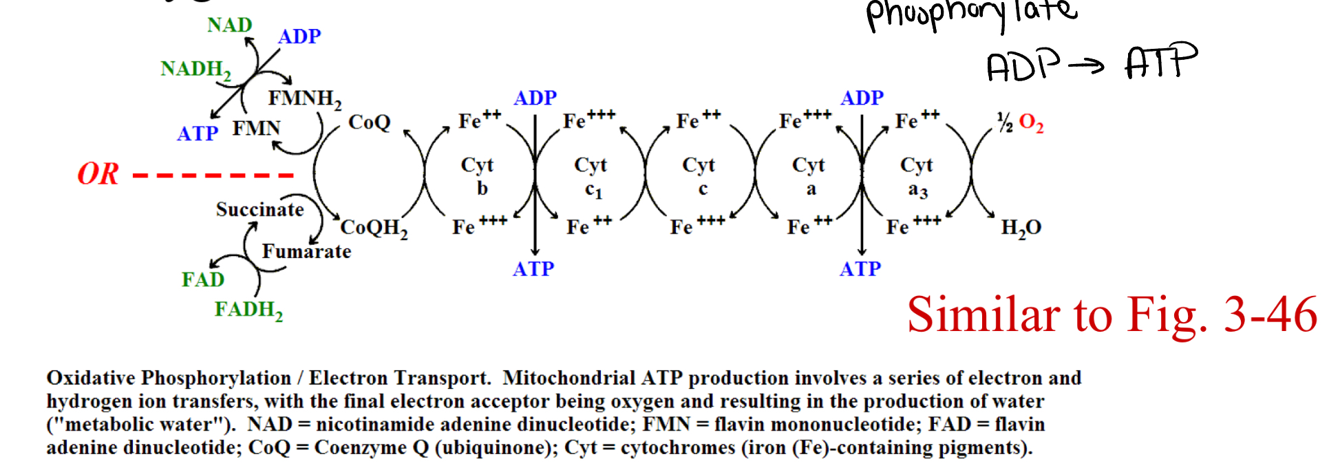 <ul><li><p>occurs in mitochondria</p></li><li><p>recycles 3 ATP per NADH+H+</p></li><li><p>recycles 2 ATP per FADH2</p></li><li><p>oxidizes the original coenzymes</p><ul><li><p>NADH+H+  → NAD+</p></li><li><p>FADH → FAD+</p></li></ul></li><li><p>reduces oxygen to create water</p></li></ul><p></p>