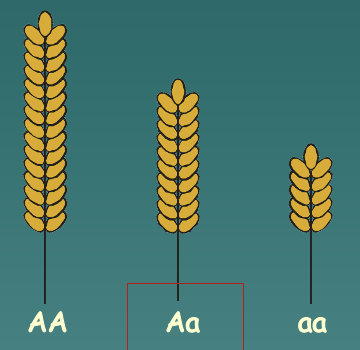 The final phenotypes of heterozygous offspring (Example: AA, Aa, aa)