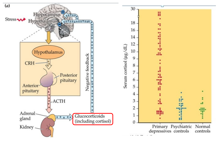 <p>Hypothalamic-Pituitary-Adreal axis in Depression</p>
