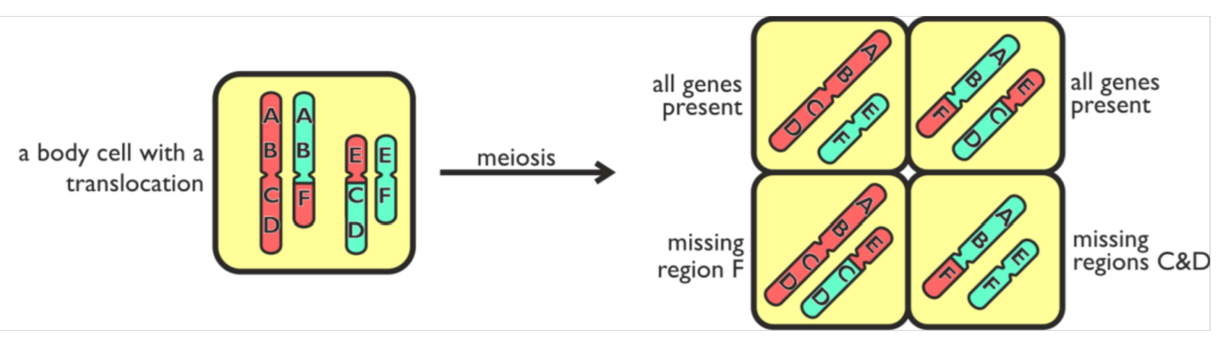 <ol><li><p>cell with translocation can undergo mitosis without any problems but meiosis doesn’t work properly since some of the chromosomes are no longer homologous so cant form bivalents properly. Even if meiosis is completed some cells wont have certain genes </p></li><li><p>also when regions are cut out and swapped into there own locations it may disrupted other genes leading to cancer</p></li><li><p>fusion gene may be formed this is when 2 parts of genes are fused together the effects are unpredictable </p></li></ol><p></p><p></p>