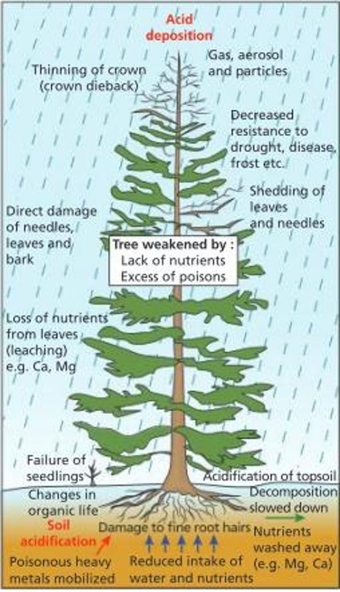<p>Acid rain leaches aluminum from soil into water.</p>