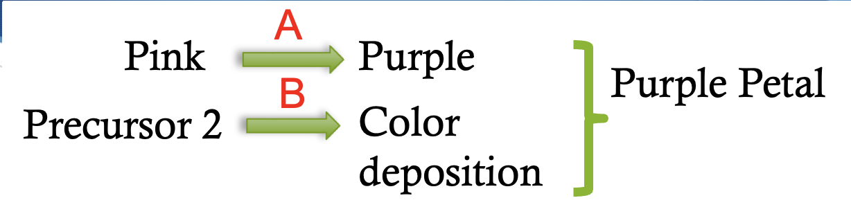<p>recessive epistasis gene interaction pathway</p>