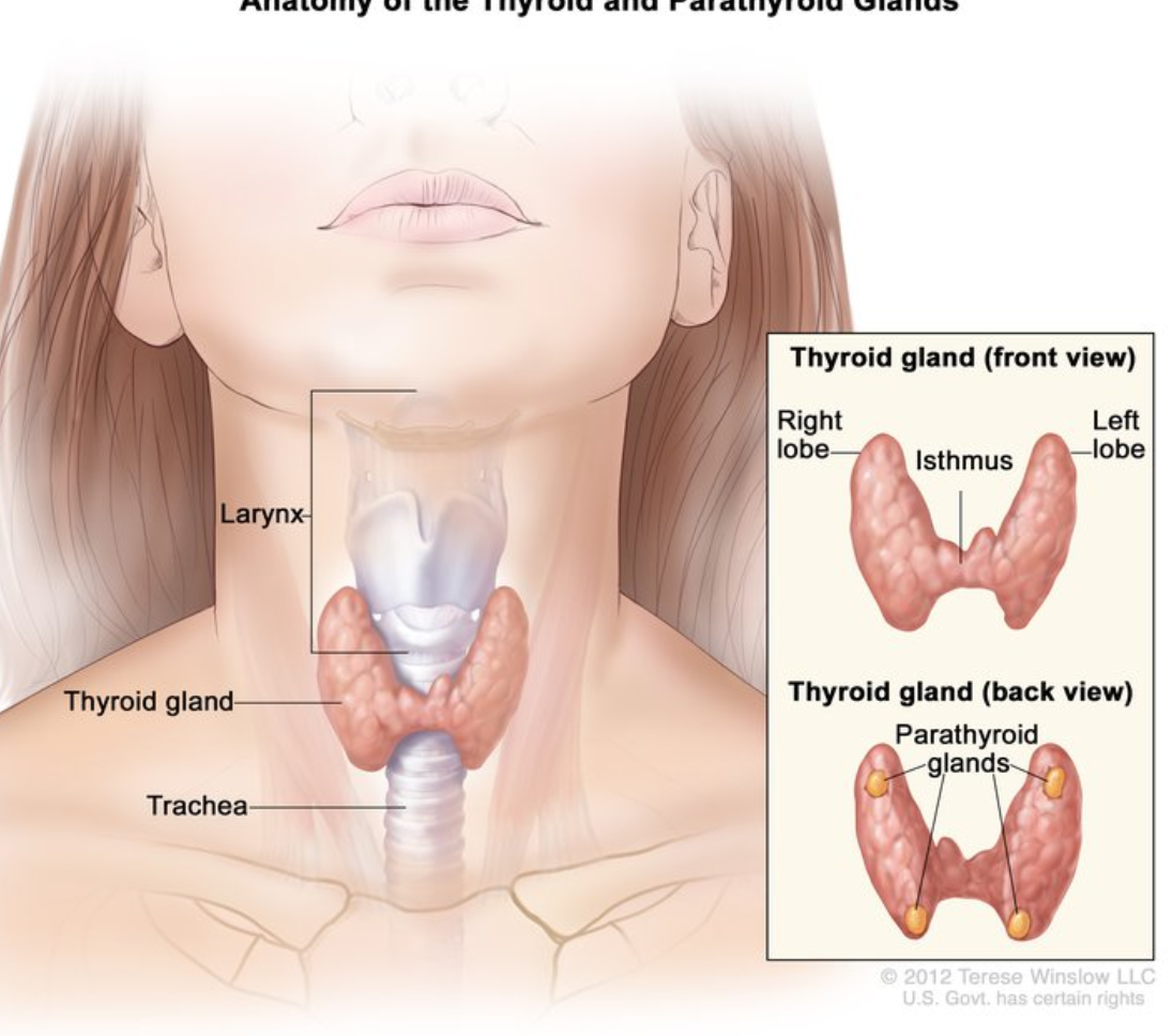 <p>Controls your <strong><u>metabolism</u></strong> which is your body’s ability to break down food and store it as energy and release of energy. </p>