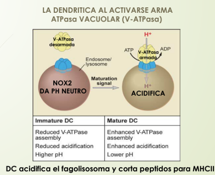 <p></p><p></p><p><u>Dendrítica (DC) inmadura</u></p><p><strong>NOX2, NADPH oxidasa</strong>, es un complejo que alcaliniza el fagolisosoma, generando especies reactivas de oxígeno ROS que consumen H+ (<span data-name="arrow_up" data-type="emoji">⬆</span>pH=<span data-name="arrow_down" data-type="emoji">⬇</span>H). Dando como resultado un pH=neutro. Sin condiciones para la proteolisis.</p><p>(demora el armado de ATPasa vacuolar)</p><p></p><p><u>Dendrítica (DC) madura</u></p><p><strong>Arma la ATPasa vacuolar (V-ATPasa)</strong>, es una bomba de protones (<span data-name="arrow_down" data-type="emoji">⬇</span>pH=<span data-name="arrow_up" data-type="emoji">⬆</span>H) , para acidificar el fagolisosoma que corta los péptidos para MHCII.</p>