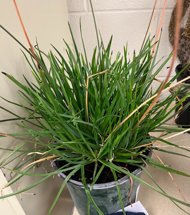 <ul><li><p>some-what fleshy</p></li><li><p>thin foliage</p></li><li><p>very drought-tolerant</p></li><li><p>flowering stems are much taller than the actual plant</p></li><li><p>self-clean</p><ul><li><p>get rid of dead foliage</p></li></ul></li></ul><p></p>