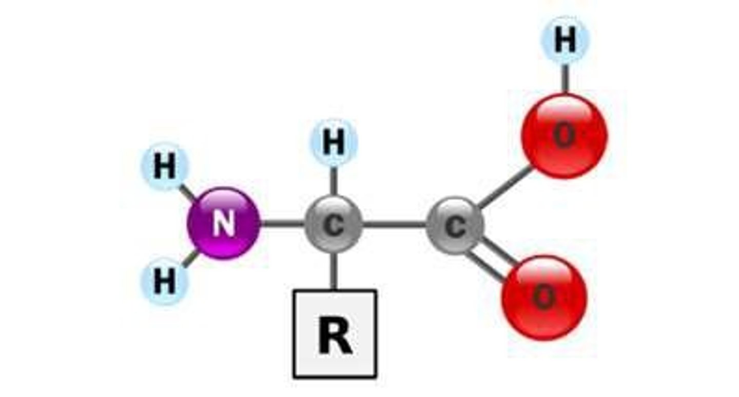 <p>Building blocks of proteins; linear heteropolymers of amino acids.</p>