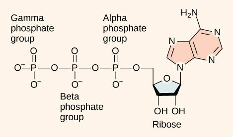 <p><span style="background-color: transparent; font-family: "Times New Roman", serif;"><span>Alpha: phosphate group closest to the adenosine</span></span></p><p><span style="background-color: transparent; font-family: "Times New Roman", serif;"><span>Beta: 2nd closest</span></span></p><p><span style="background-color: transparent; font-family: "Times New Roman", serif;"><span>Gamma: 3rd closest</span></span></p><p><br></p>