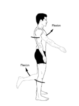 <p>Flexion</p>
