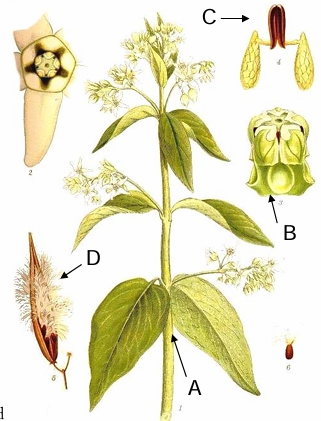 term image