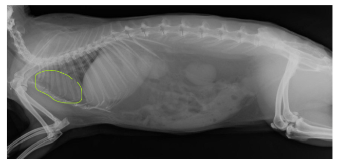 <p>outline this radiograph:</p><ol><li><p>what species</p></li><li><p>what do we notice about proportions?</p></li><li><p>what is a disadvantage to this body structure?</p></li><li><p>in which species do we see this layout?</p></li></ol><p></p>