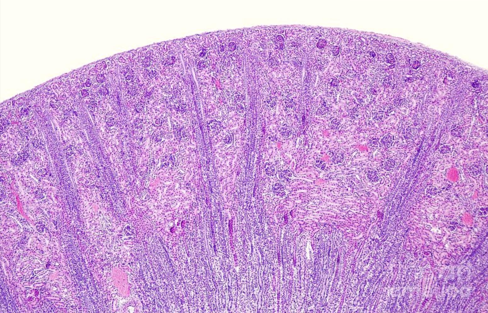 <p>ID the image</p>