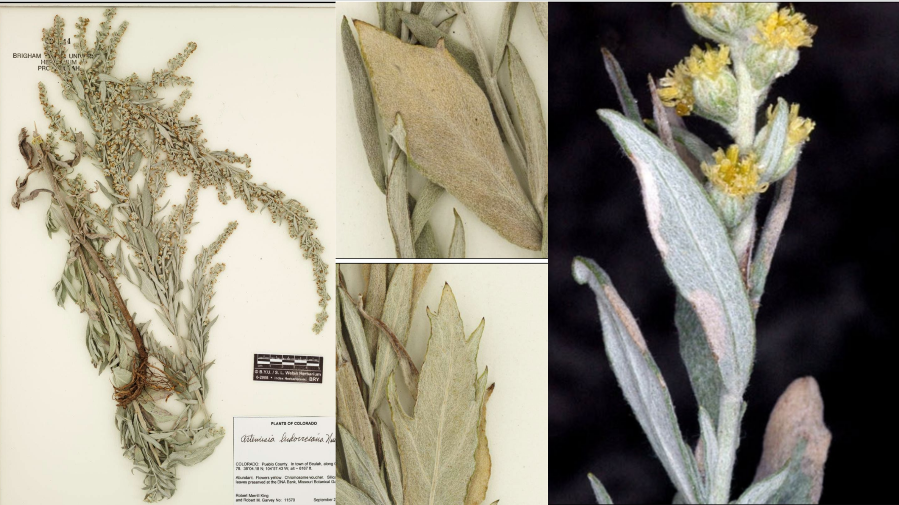 <p>Leaves are multiple shapes and sizes</p><p>Sage-green color, hairy </p><p>Simple stems with inflorescence above</p>