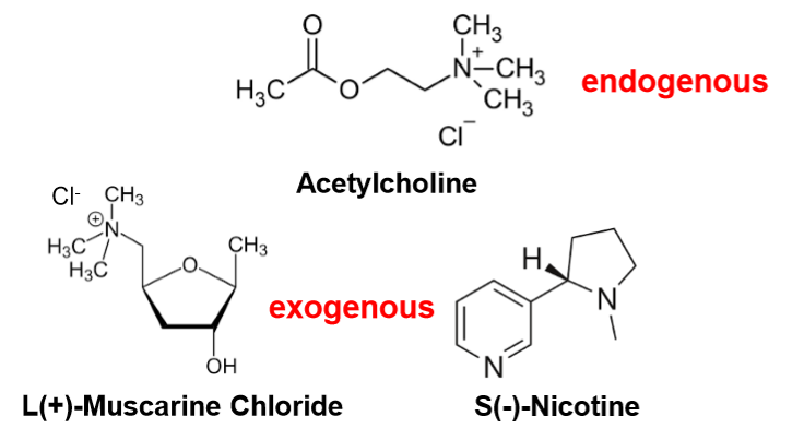 <p><strong>Acetylcholine (ACh):</strong></p><ul><li><p>Released by <strong>cholinergic neurons</strong> in ANS, somatic NS, &amp; some CNS neurons.</p></li><li><p><strong>Endogenous ligand</strong> (made by body).</p></li><li><p>Exogenous mimics: <strong>muscarine</strong> &amp; <strong>nicotine</strong>.</p></li></ul><p><strong>Receptor types:</strong></p><ul><li><p><strong>Muscarinic (mAChR)</strong> → GPCRs (M1–M5)</p></li><li><p><strong>Nicotinic (nAChR)</strong> → Ligand-gated ion channels</p></li></ul><p></p>