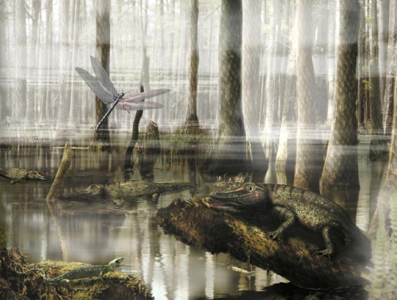 <ul><li><p>aka “age of the amphibian” </p></li><li><p><span><span>vast, swampy forests, and the development of the first coal deposits and giant arthropods</span></span></p></li></ul><ul><li><p><span><span>the evolution of early reptiles and amniotic eggs, which allowed them to be laid on land, making them truly terrestrial vertebrates</span></span></p><ul><li><p>first flying insects</p></li><li><p>first trees</p></li></ul></li></ul><p></p>
